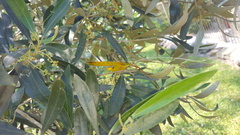 Anthophiloptera dryas