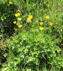 Ranunculus buhsei
