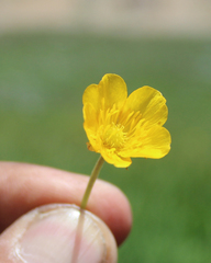 Ranunculus buhsei