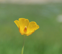 Ranunculus buhsei