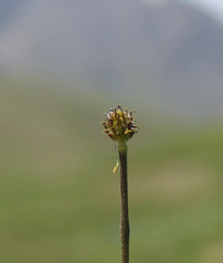 Ranunculus buhsei
