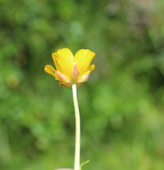 Ranunculus buhsei