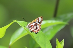 Hypochrysops narcissus