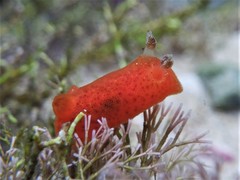 Rostanga arbutus
