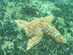 Uniophora granifera