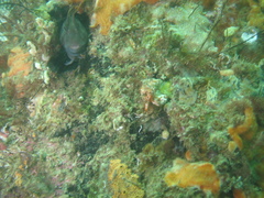 Parablennius tasmanianus