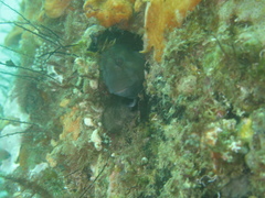 Parablennius tasmanianus