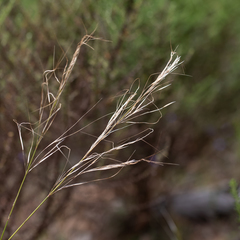 Austrostipa semibarbata