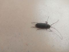 Insecta