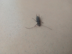 Insecta