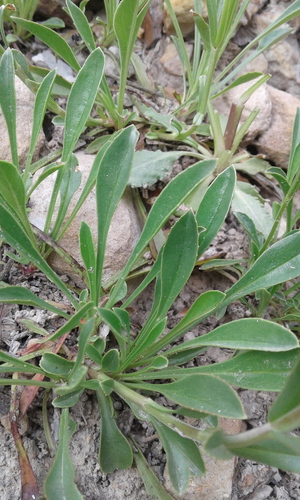 Front Range Beardtongue