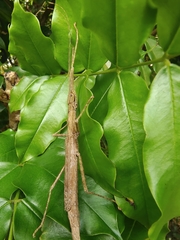 Asceles tanarata singapura