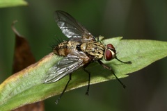 Dexia rustica