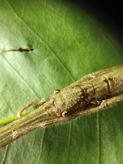 Asceles tanarata singapura