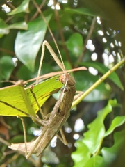 Asceles tanarata singapura
