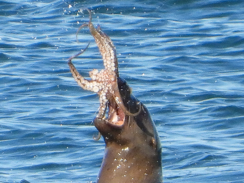Lesser Two-spot Octopus photographed in California