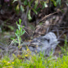 Austrostipa semibarbata