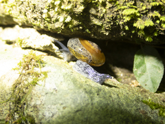 Macrochlamys superlita