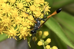 Ammophila heydeni