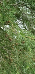 Melaleuca bracteata