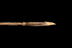 Austrostipa semibarbata