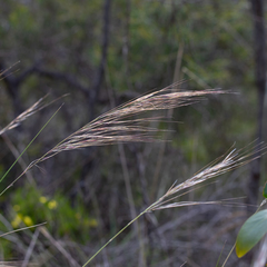 Austrostipa semibarbata
