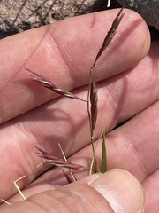 Bouteloua annua