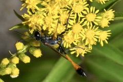 Ammophila heydeni