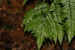 Parapolystichum microsorum