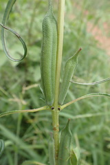 Pedaliaceae