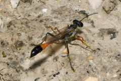 Ammophila heydeni