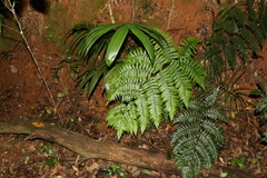 Parapolystichum microsorum