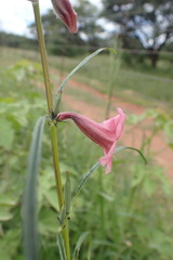 Pedaliaceae