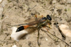 Ammophila heydeni