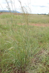 Hyperthelia dissoluta