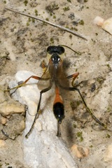 Ammophila heydeni