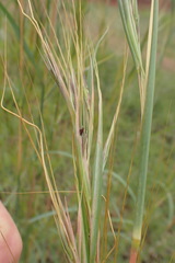 Hyperthelia dissoluta