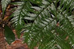 Parapolystichum microsorum