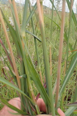 Hyperthelia dissoluta