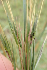 Hyperthelia dissoluta