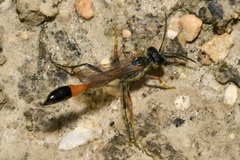 Ammophila heydeni