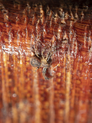 Pycnaxis