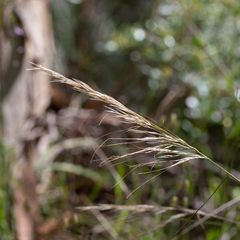 Austrostipa semibarbata