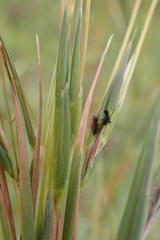 Hyperthelia dissoluta