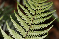 Parapolystichum microsorum