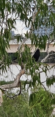 Corvus orru