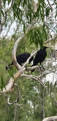 Corvus orru