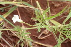 Ipomoea coptica
