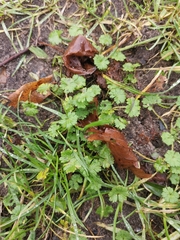 Geranium molle