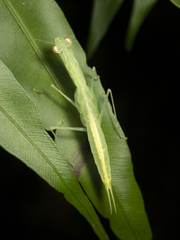 Sinomantis denticulata